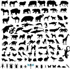 100 Animal Silhouettes - obrazy, fototapety, plakaty