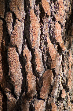 Pine Bark
