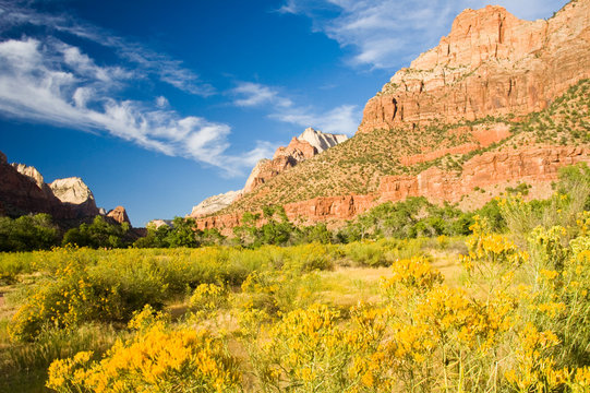 Zion rock and flowers