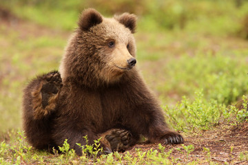 Cute bear cub scratching with its back paw