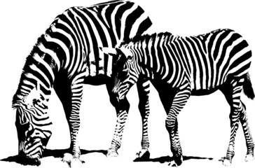 Fototapeta na wymiar grasende Zebras