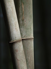 Tallo de bambu en jardin japones