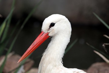 Stork Bird Portrait