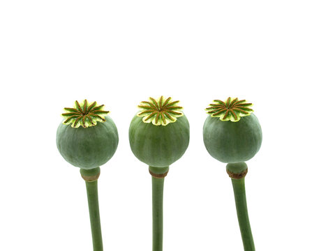 Poppy Head