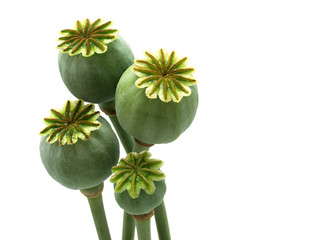 Poppy Heads
