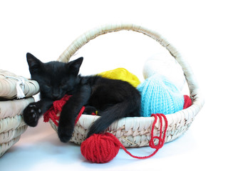 small kitty sleeping in the basket with yarn for knitting