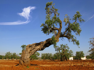 olive trre and cloud