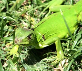 Green lizard