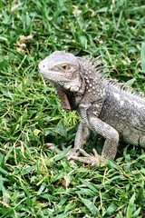 Iguana on the grass