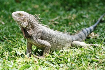 Grey iguana