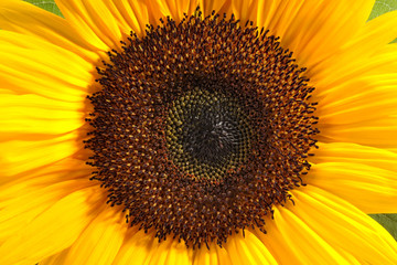Obraz premium Closeup einer Sonnenblume