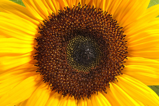 Closeup einer Sonnenblume