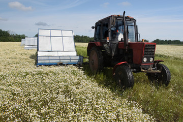 Machine harvesting Camomile medicinal