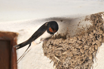 swallow and nest