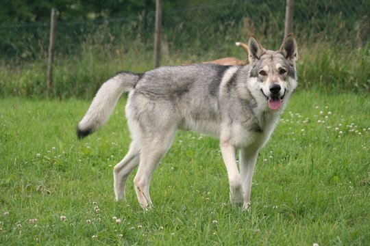 Wolfshund 7