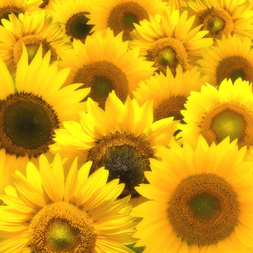 Sunflower composition