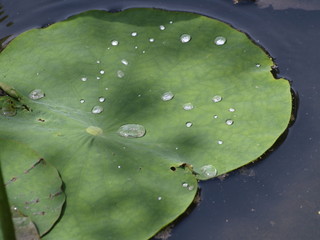 Gotas de agua en nenufar en Japon