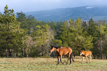 Horse