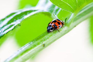 Obraz premium Lady bug and plant louse