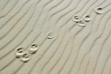 Fototapeta na wymiar pawprints of hare in the sand