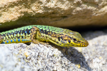 lizard