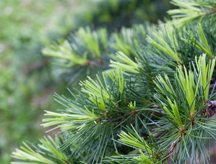 pine tree