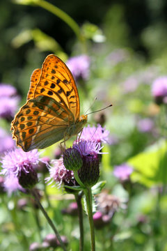 schmetterling
