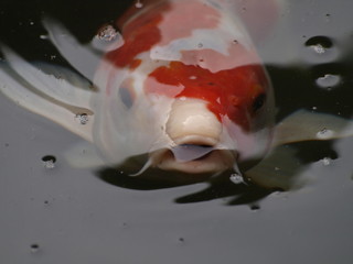carpa saliendo a respirar en Japon