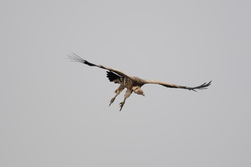 Rüppell's Vulture, Gyps rueppellii, Masai Mara, Kenya