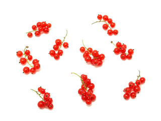 Red Currant