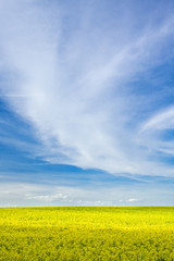 Rapsfeld im Sommer unter blauem Himmel