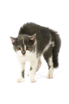 chaton peureux tr&egrave;s en col&egrave;re