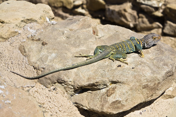 Lizard in New Mexico
