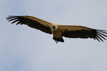 African White-backed Vulture (Gyps Africanus)