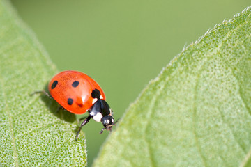 Fototapeta premium ladybeetle