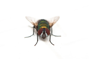 green fly
