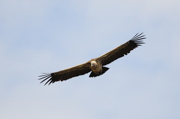 African White-backed Vulture (Gyps Africanus), Kenya, Masai Mara