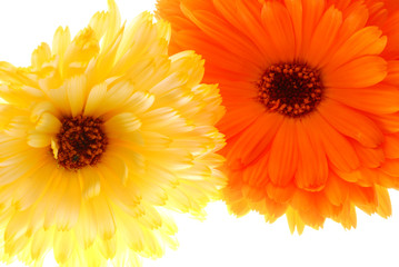 yellow and orange flowers