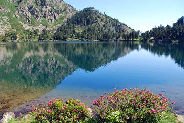 Des rhododendrons au lac de Laurenti