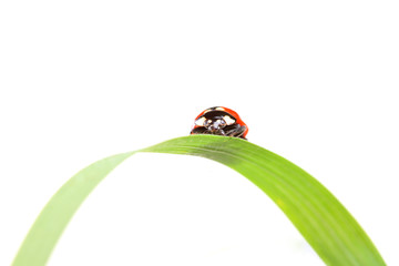 ladybug