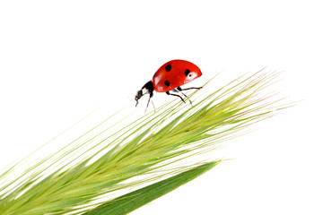 ladybug