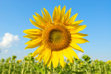 Fototapeta premium Sunflower under blue sky