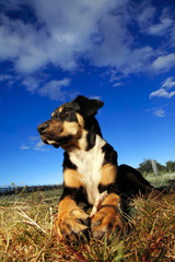 Dog with bone looking into sun.