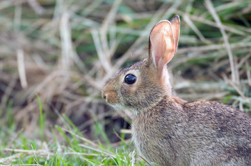 Portrait of a rabbit