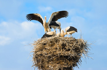 Family of the storks on the nest