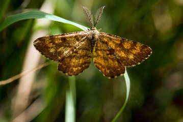 papillon phalène picotée (forme ocre) (ematurga amotaria)