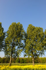 Obraz premium Trees in cole seed