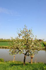 Blossomtree in landscape