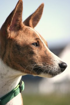 Basenji Embayo 16