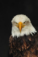 Weißkopfseeadler III